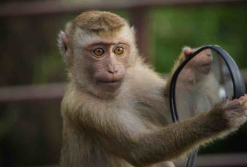 Maymunların Belleği İnsanlar Kadar Güçlü!