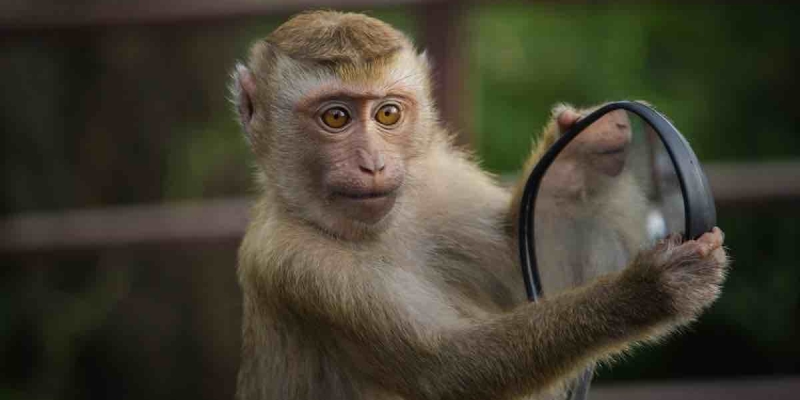 Maymunların Belleği İnsanlar Kadar Güçlü!