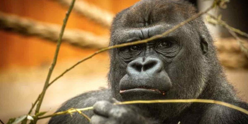 Goril Matadi 20 Yaşında Hayatını Kaybetti! 