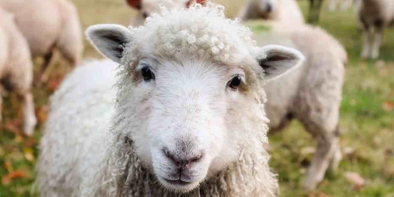 Bir Yün Kazak Örmek İçin Kaç Koyun Kırpmak Gerekiyor?