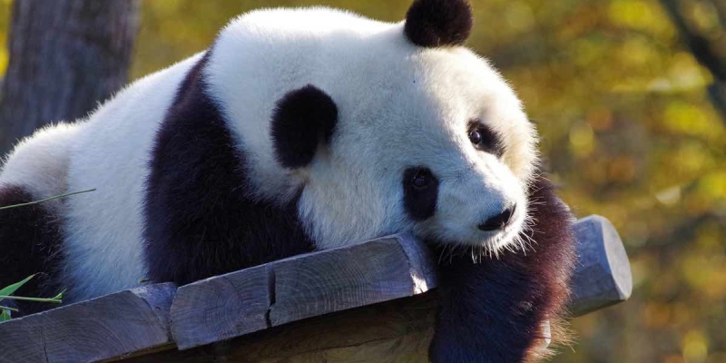 Çin Amerika'ya Yeni Pandalar Göndermeyi Düşünüyor!