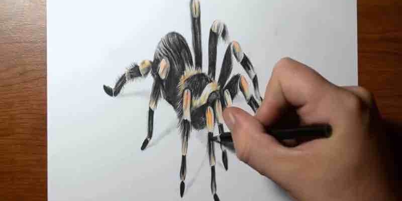 Tarantula Nasıl Çizilir? 