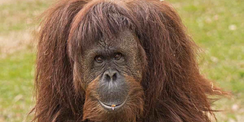 Zürih Hayvanat Bahçesi Yasta! 29 Yaşındaki Orangutan Uyutuldu! 