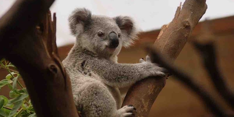 Hayat Akıp Gidiyor Aceleye Ne Gerek Var? Koalalar Yavaş Hayatın Tadını Çıkarıyorlar! 