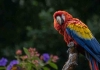 Papağanların İnsanlarla İletişimi 'Yüzde 92'ye Ulaşıldı!'