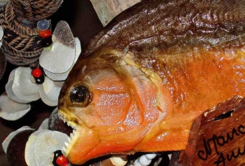 Brezilya'da Pirana Balıkları Nehirde Yüzenlere Saldırdı! 15 Yaralı! 