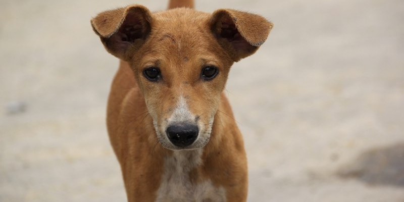 Evrim Keklik'ten Konya'da Ortaya Çıkan Köpek Katliamı Vahşeti İle İlgili Sert Açıklama!