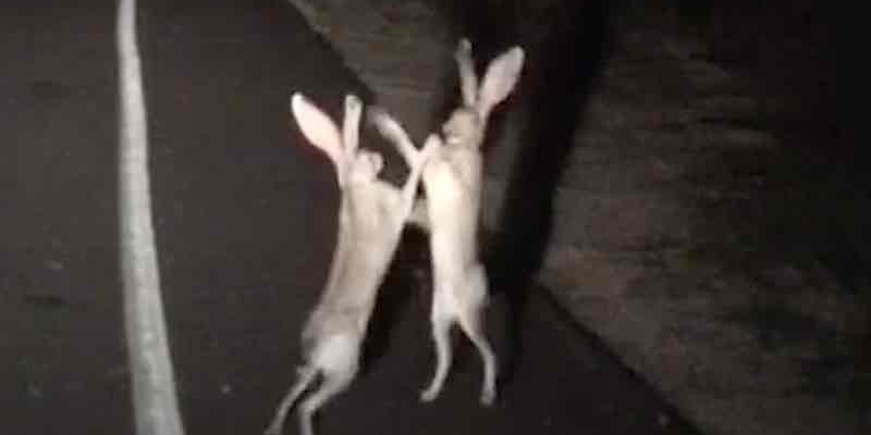 İki Tavşanın Kavga Ettiği Anlar Sosyal Medyada Gündem Oldu! 