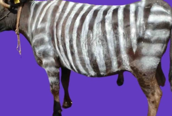 Sığırları Böcek Ve Sinek Sokmalarından Korumak İçin Yeni Yöntem! 'Zebra İnekler!'