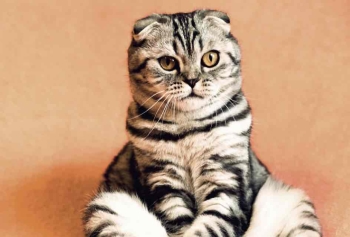 İlginç Araştırmadan Şaşırtan Sonuç! 'Kedilerin 276 Farklı Yüz İfadesi Var!'