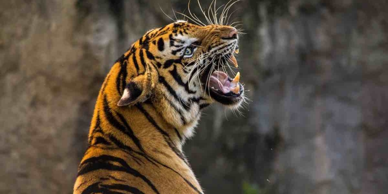 Pakistan'da Bir Hayvanat Bahçesinde Bir Kişi Kaplanların Kafesine Girerek Kendini Parçalattı! 