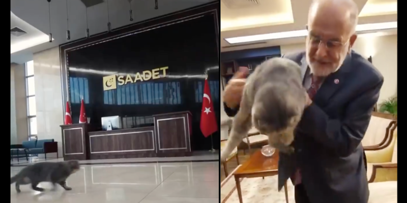 Kılıçdaroğlu’nun Ardından Karamollaoğlu da Partisinin Kedisini Tanıttı!