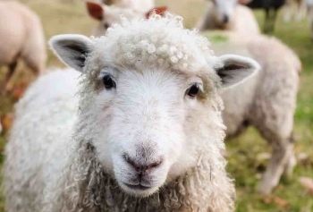 Bir Yün Kazak Örmek İçin Kaç Koyun Kırpmak Gerekiyor?