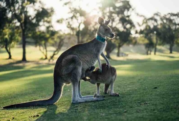 Deniz Pehlivan'ın Avustralya'da Kangurularla Yaşadığı Deneyim Nasıl Sonuçlandı? 