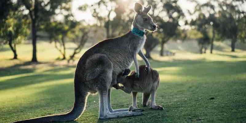 Deniz Pehlivan'ın Avustralya'da Kangurularla Yaşadığı Deneyim Nasıl Sonuçlandı? 