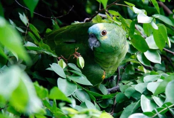 Ekvador'da Yeniden Orman Dönüştürülen Bölgeye Hayvanlar Geri Geldi! 