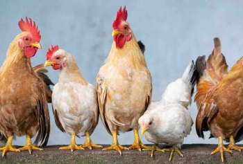 Genetiği Güçlendirilen Tavuklar Kuş Gribine Daha Dayanıklı Hale Geldi!