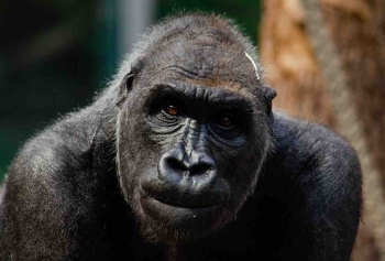 Anne Goril Ölü Doğan Bebeğini İki Ay Kucağından İndirmedi! 