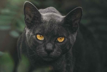 Kara Kedi Korkusu Nereden Geliyor?