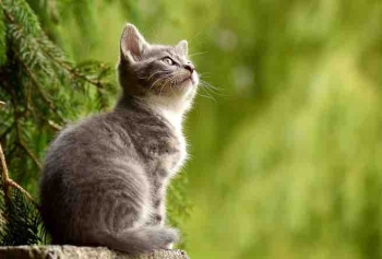 Rüyada Kedi Görmek Ne Anlama Gelmektedir? 
