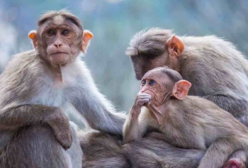Tayland'ta Maymunlar Bir Kentin Yönetimini Ele Geçirdi! 