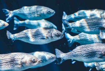 Denizlerde Ve Okyanuslarda 3.5 Katrilyon Balık Yaşıyor! 