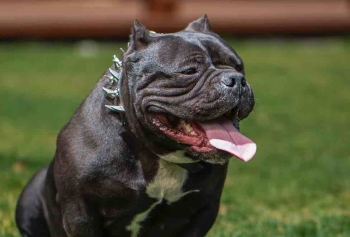 Amerika'nın Ünlü Köpek Cinsi 'Bully XL' İngiltere'de Yasaklandı! 