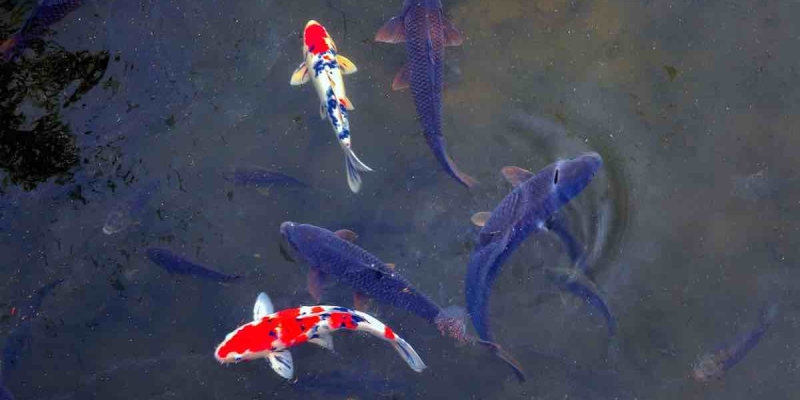 Dünyanın En Nadir 10 Balığından Biri Cizre'de Bulundu! 