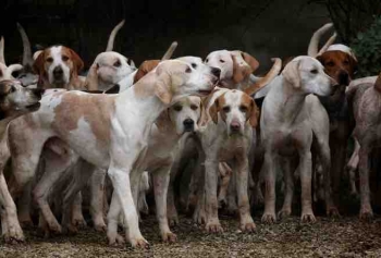 Nevşin Mengü'ye Konuk Olan Köpek Eğitmeni Çağrı Aracı'dan Dikkat Çeken İfade! Köpekler Diplomasiyi Bilir!