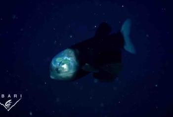 Okyanusların Derinliklerinde Yaşayan Şeffaf Başlı Esrarengiz Balık! 