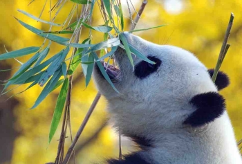 İnsanlar Pandaların Yiyeceklerine Ortak Olacaklar!
