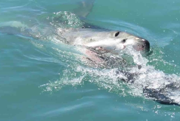 Yeni Zelanda'da Dehşet! Büyük Beyaz Köpek Balığı Karaya Vurmuş Balinayı Öldürdü! 