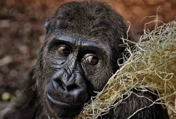 Ruanda'da Sevindiren Haber! Dağ Gorillerinin Sayısı Artıyor!