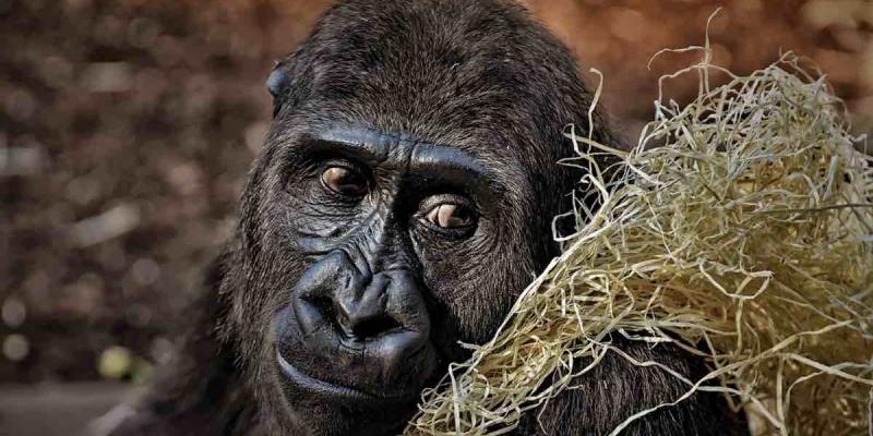 Ruanda'da Sevindiren Haber! Dağ Gorillerinin Sayısı Artıyor!