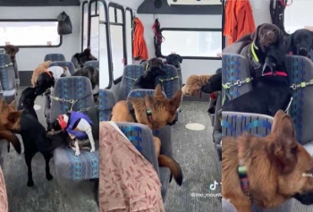 Alaska'daki Köpek Otobüsü TikTok'ta Nasıl Gündem Oldu? İşte Sevimli Köpeklerin İlginç Otobüs Yolculuğu! 