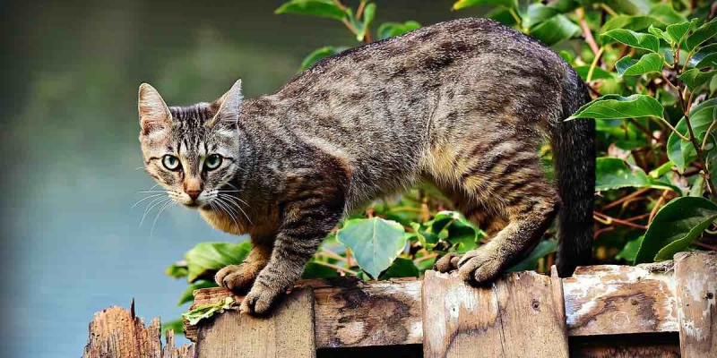 11 Yıl Önce Kaybolan Kedi Sahiplerini Buldu! Masal Gibi Hikaye! 