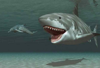 Günümüzde Megalodon Köpekbalığının Yaşadığının 5 Kanıtı! 