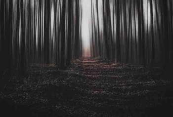 Rüyada Karanlık Orman Görmek Ne Anlama Gelmektedir?