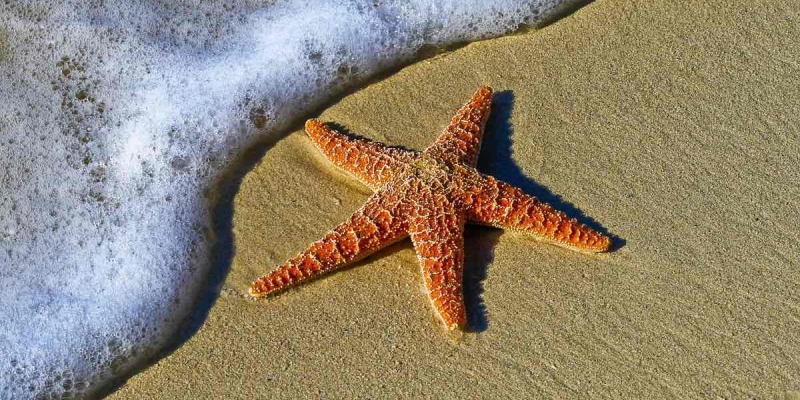 Dünyanın En Tuhaf Hayvanlarından Biri: Sadece Kafadan Oluşan Deniz Yıldızı!