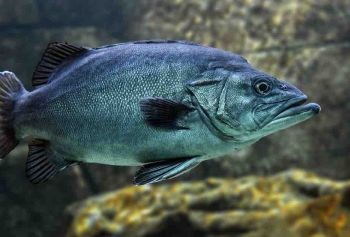 Denizin Altındaki Gürültülü Dünya! Balıklar Nasıl İletişim Kuruyor?