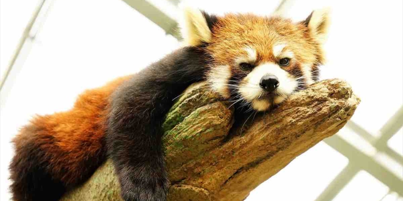 Tayland Havalimanında Yapılan Aramada Valizde Kızıl Panda Bulundu!