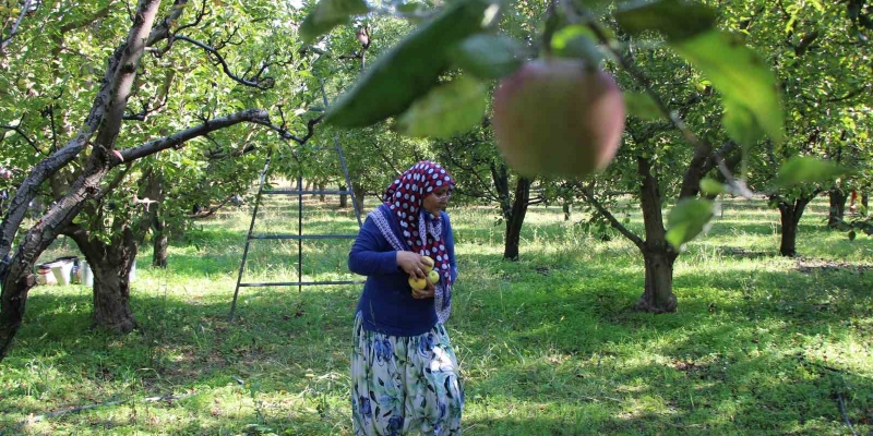 Zirai donun vurduğu Amasya misket elmasında bu yıl hasat yok