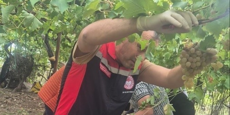 Muğla’da hasat öncesi denetimlerde yasaklı maddeye geçit yok