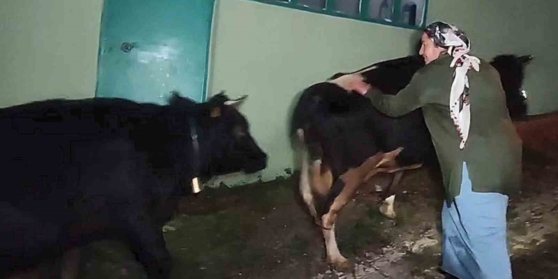 Dere suyu yükselince mahsur kalan hayvanlar 2.5 saatlik operasyonla kurtarıldı