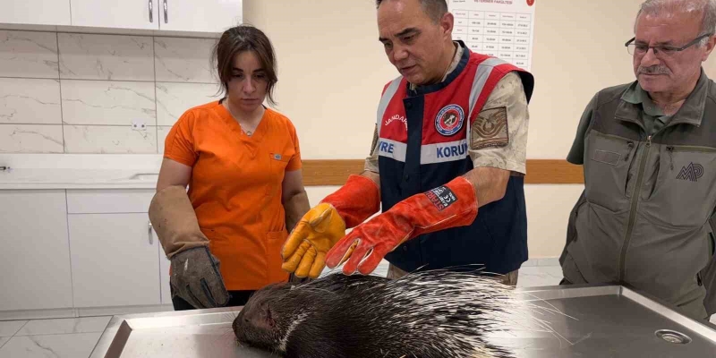 Siirt jandarmasından doğa dostu çalışmalar