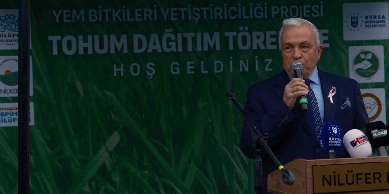 Bursa’da büyükbaşlar İtalyan çimi ile beslenecek