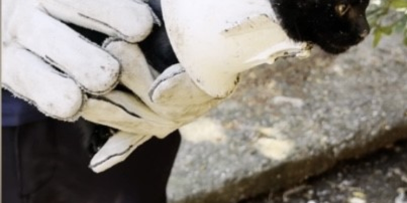 Plastik kapağa sıkışan yavru kedi kurtarıldı