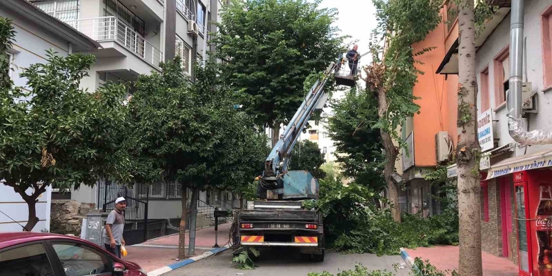 Akdeniz’de ağaçlara sonbahar bakımı