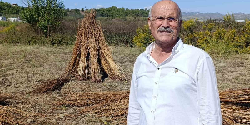 Coğrafi işaret tescilli Altın Susam’a hırsız dadandı