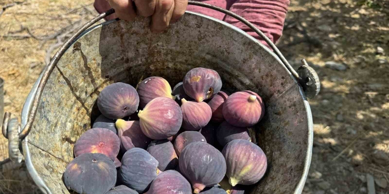 Antalya’da siyah incir hasadında sona gelindi